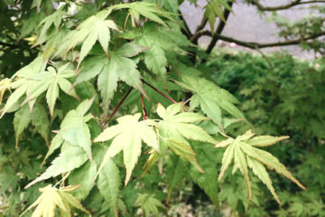 Japanese Maple Tree in spring